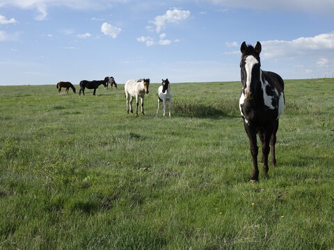 Prairie and the painted ponies. 