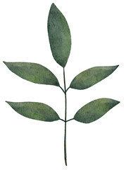 Naklejka premium Watercolor green leaves