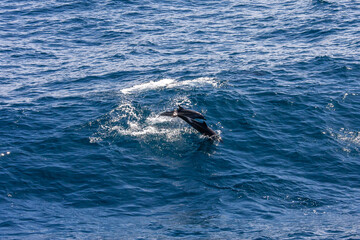 Naklejka premium カリフォルニア沖