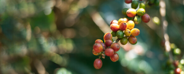 Close up of Arabica coffee berry ripening on tree