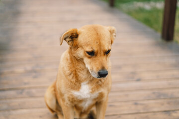 Sad and lonely dog laying down on a wooden floor in an outdoors. Dog with sad eyes waiting for the owner