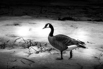 Canada Goose on ice in the winter