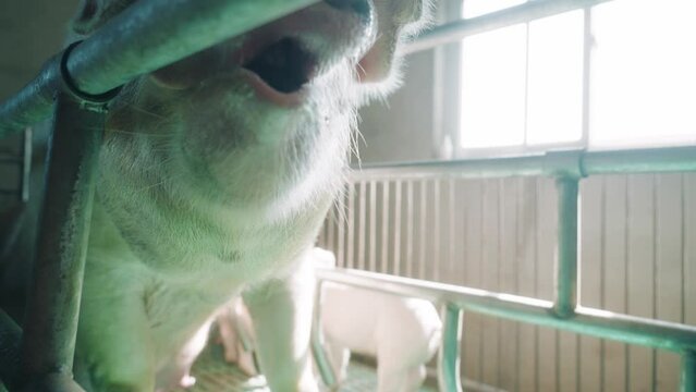 Modern farm with pigs and piglets. 