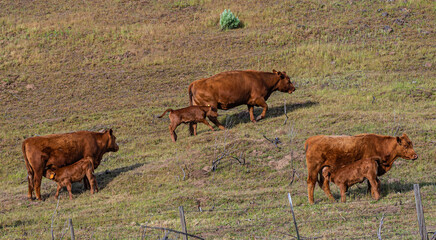 3 nice pairs of Red Angus cows and calves in the hills near The Dalles, Oregon 