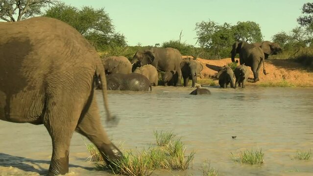A smooth steady clip of a herd of Elephants cooling off in the river, with a Goose and her Chicks passing by undisturbed.