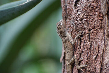 Closeup shot of chameleon ( chameleo zeylanicus) climbing on tree