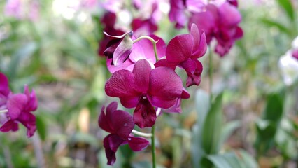 Beautiful dendrobium orchid flowers at the field. Dendrobium is a genus of mostly epiphytic and...