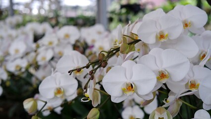 The beautiful color of the moon orchid or Moth orchid also known as the Phalaenopsis orchid.  This type of orchid has various types and beautiful colors and is one of the national flowers of Indonesia