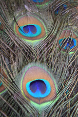 Close-up of a beautiful peacock feather, in a mix of green, blue, black and brown