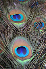 Obraz premium Close-up of a beautiful peacock feather, in a mix of green, blue, black and brown
