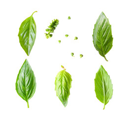 basil leaf isolated on transparent png