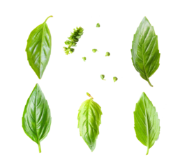 basil leaf isolated on transparent png