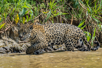 Fototapeta na wymiar jaguar walking in the river in the Pantanal