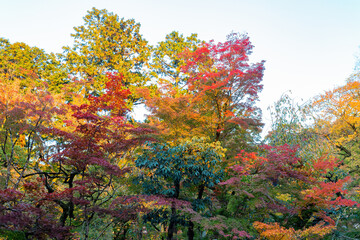 Beautiful fall color near the Tenju-an Temple