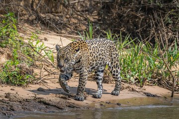 Jaguar walking along a sandy part of the river's edge in the Pantanal