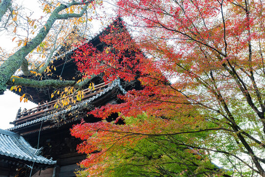 Sunny View Of The Sanmon