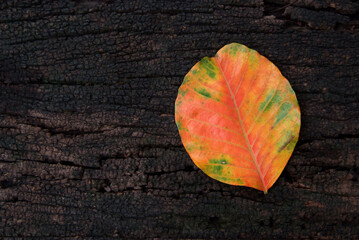 colorful autumn fall leaves santol