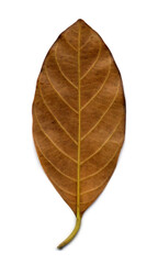 Dry leaves brown