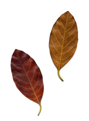 Dry leaves brown