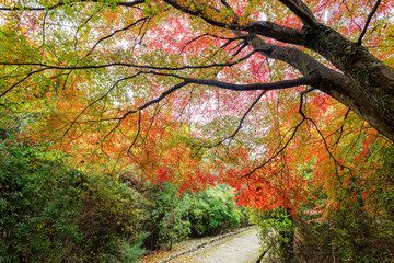 Daytime view of the fall color at Arashiyama