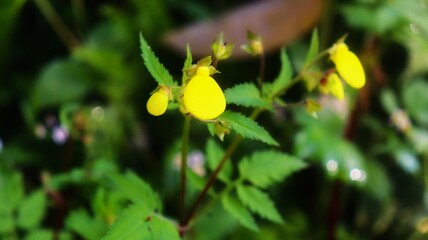 Unknown flower and the creation of god