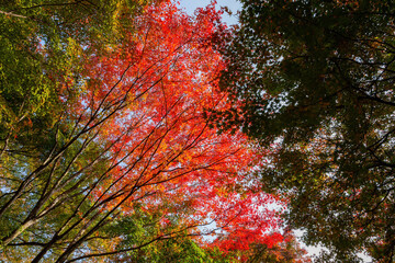 Beautiful fall color in the Jojakko-ji Temple