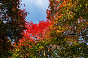 Beautiful fall color in the Jojakko-ji Temple