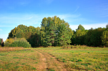 Obraz premium Forest park in early autumn