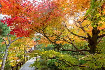 Sunny autumn landsacpe at Seiryo-ji Temple, Arashiyama
