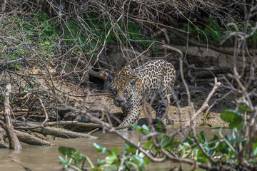 Jaguar hunting while wading in the river - Pantanal.