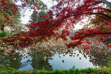 Sunny view of the fall color of Osawa Pond