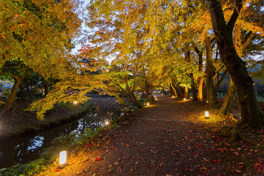 Night View Of The Fall Color In Daikaku Ji