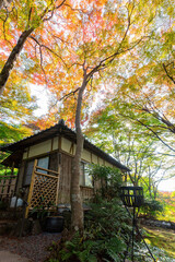 Sunny autumn landsacpe at Mount Hiei