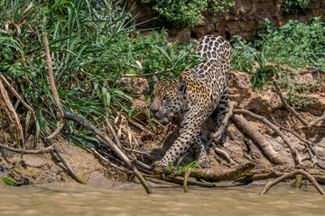 Fototapeta na wymiar Jaguar at full stretch entering the water of the Cuiaba river 