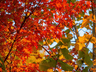 Beautiful fall color near the Tenju-an Temple