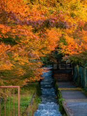 Beautiful fall color near the Tenju-an Temple