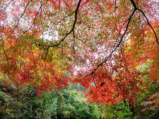 Daytime view of the fall color at Arashiyama