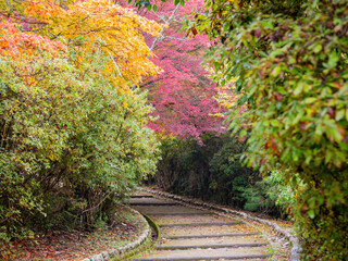 Daytime view of the fall color at Arashiyama