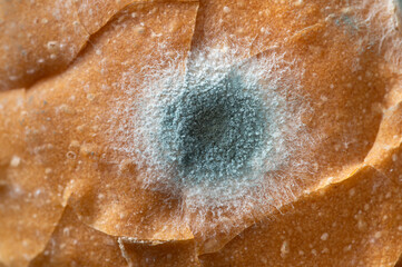 Spot of green mold on bread