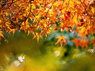 Sunny autumn landsacpe at Seiryo-ji Temple, Arashiyama