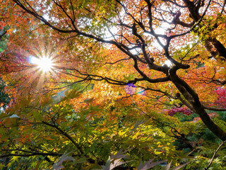 Sunny autumn landsacpe at Seiryo-ji Temple, Arashiyama