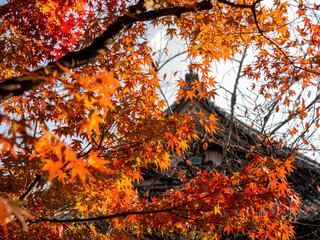 Sunny autumn landsacpe at Seiryo-ji Temple, Arashiyama