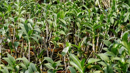 line of dendrobium orchids grown using charcoal and in brown clay pots