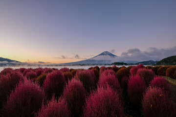 Fototapeta na wymiar 早朝の山梨県河口湖の湖畔のコキアと富士山
