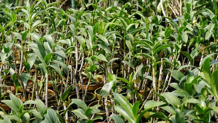 line of dendrobium orchids grown using charcoal and in brown clay pots