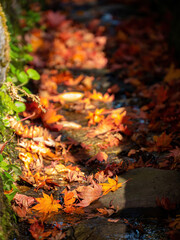 Sunny autumn landsacpe at Mount Hiei