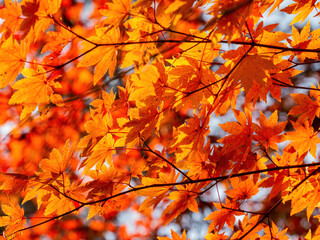 Sunny autumn landsacpe at Mount Hiei