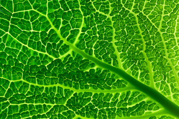 Patterned surface of green Savoy cabbage leaf with many details. Abstract texture background....