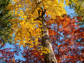 Sunny view of the beautiful fall color of Daigoji Temple