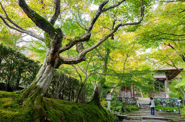 Beautiful fall color in the Jojakko-ji Temple